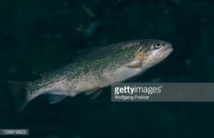 rainbow trout stock photo Getty Images