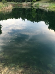 Our pond